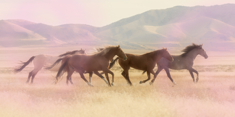 horsess